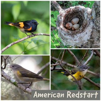 American Redstart